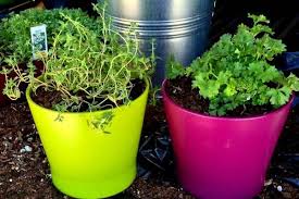 We did not find results for: Growing Thyme Plants Ornamental And Edible Herbs Birds And Blooms
