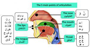 Mix them correctly and you will be able to spell, read and say the more than 40 different sounds of english. The Points Of Articulation Of Arabic Letters Tajweed Rules Al Dirassa