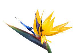 Free Image On Pixabay Caudata Flower Birds Of Paradise Flower Birds Of Paradise Flower Images