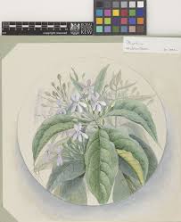 Image result for Asystasia hedbergii