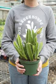 Image result for Stapelia gigantea