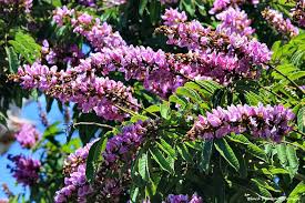 Image result for Millettia grandis