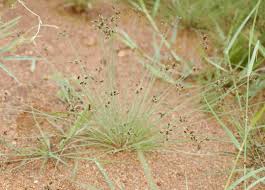 Image result for Bulbostylis hispidula