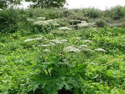 Image result for Heracleum abyssinicum