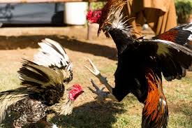 Bentuk dan model kaki ayam petarung pukul saraf/ko : 8 Cara Melatih Ayam Bangkok Pukul Saraf Siap Bertarung