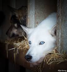 Having blue eyes is common among siberian huskies, but they can also have brown eyes. Beautiful White Siberian Husky With Blue Eyes