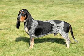 Image result for malý modrý gaskoňský honič