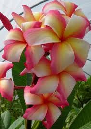 Buy Online Sacred Garden Frangipanis Buy Direct From The Breeder Hawaiin Flowers Plumeria Flowers Strange Flowers