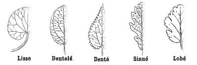 Image result for leaf margin entire