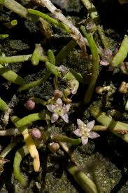 Image result for Litogyne gariepina