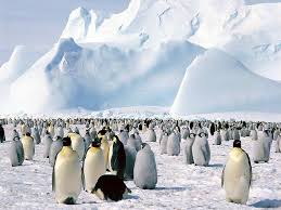 It stood just over 2 meters tall and weighed about 115 kg. Emperor Penguins Antarctica Penguins Emperor Antarctica Hd Wallpaper Wallpaperbetter