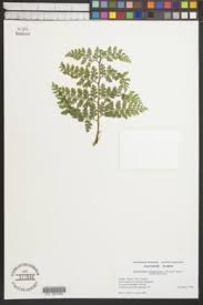 Image result for Blotiella trichosora