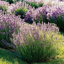 15 Best Plants And Trees For Rooftop Gardening Types Of Lavender Plants Lavender Garden Cool Plants