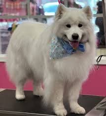 Zico went to the groomer today! He's so handsome! 💕