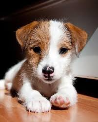 Depth of field dog grass pet. Pin By Alysson On Bicho Puppies Cute Animals Cute Dogs