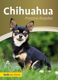 On a chocolate chihuahua, even the why do chihuahuas shiver or tremble so much? Chihuahua Premium Ratgeber Amazon De Andrea Gerkens August Unter Mitarbeit Von Schmitt Annette Bucher