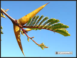 Image result for Acacia cornigera