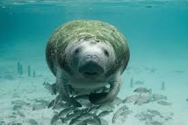Facts about manatees, west indian manatee, amazonian manatee, west african manatee. Save The Manatee How To Help Animals Blog By World Animal Foundation