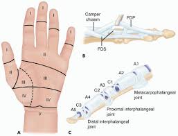 At 4 hours postoperatively there is a drop from 33 degrees celsius to 29 degrees celsius and the pulse oximetry monitor on the thumb reads 87%. Repair Of Acute Digital Flexor Tendon Disruptions Musculoskeletal Key