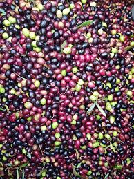 Fresh Olives Beldi Picholine Crop Nature Colombian Coffee The Originals Grapes