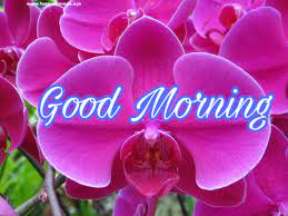 We did not find results for: Good Morning Hd Images With Flowers 1600x1200 Wallpaper Teahub Io