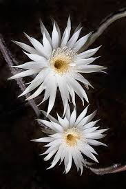 The 3rd night i forgot to put on the light betimes (as you can see at 0:24), indeed it's a one night blooming cactus. Pin On Flowers Are Beautiful