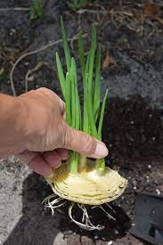 39 Growing Onions From Kitchen Scraps 39 Taken By Jllwainright On May 10th 2017 3 26 47 Pm Growing Onions Growing Veggies Vegetable Scraps