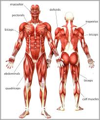 Learn why they happen and what you can do to keep them away. Scientific Names Of Body Muscles List Of Skeletal Muscles Of The Human Body Wikipedia