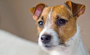 Most of the common illnesses that a jack chi may suffer from is because of their small size. How Long Do Jack Russell Chihuahua Mixes Live