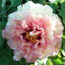 Are you a fan of live music? Pink Double Fernleafs The Peony Society