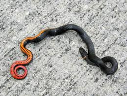 Ring Necked Snake