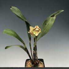 Image result for Polystachya galeata