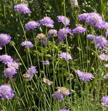 Image result for Scabiosa columbaria