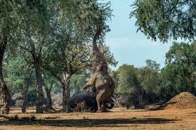 Is a detailed record of the financial transactions of the business. You Having A Giraffe Elephant Resembles World S Tallest Animal As He Reaches For Food In Tree World News Mirror Online