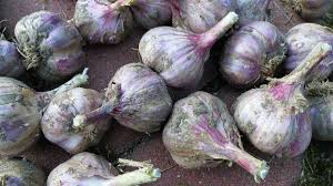 Hydroponic Garlic Farming Planting Growing Procedure Agri Farming