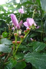 Image result for Calvoa orientalis