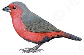 hbw alive bird species bird bird sketch