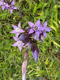 Image result for Swertia welwitschii