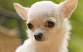 Chihuahua 101 owner's guide is the ultimate solution. How Long Do Chihuahuas Live