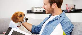 We cover various pet insurance companies including trupanion, petplan, petsecure, petplusus, and owning a pet in canada can be expensive. Do Pet Sitters Dog Walkers Need To Have Insurance The Petsitter Com Blog