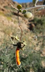 Image result for Cadaba farinosa