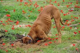Maybe you would like to learn more about one of these? How To Stop A Dog From Digging Dog Training Nation