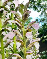 Image result for Aeollanthus ukamensis