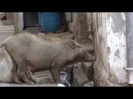 Why Pigs In India Not Good To Eat Youtube World Traveler Travel Usa Pig