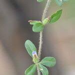 Image result for Blepharis maderaspatensis