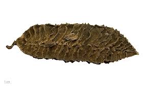 Image result for Mucuna glabrialata