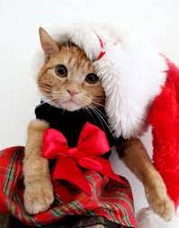 Christmas Cat Christmas Cats Christmas Animals Pet Holiday