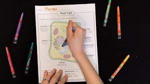 Maybe you would like to learn more about one of these? Super Teacher Worksheets Learn About Plant And Animal Cells Facebook