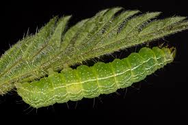 Image result for Autographa excelsa