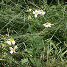 Image result for Kyllinga alba